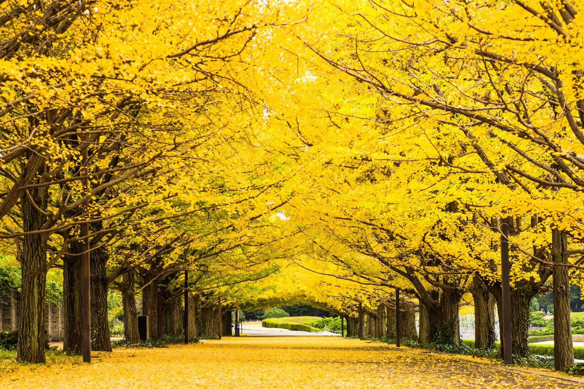 廣闊的(de)國(guó)立公園，綠(lǜ)樹(shù)成蔭，四季鮮花(huā)盛開(kāi)