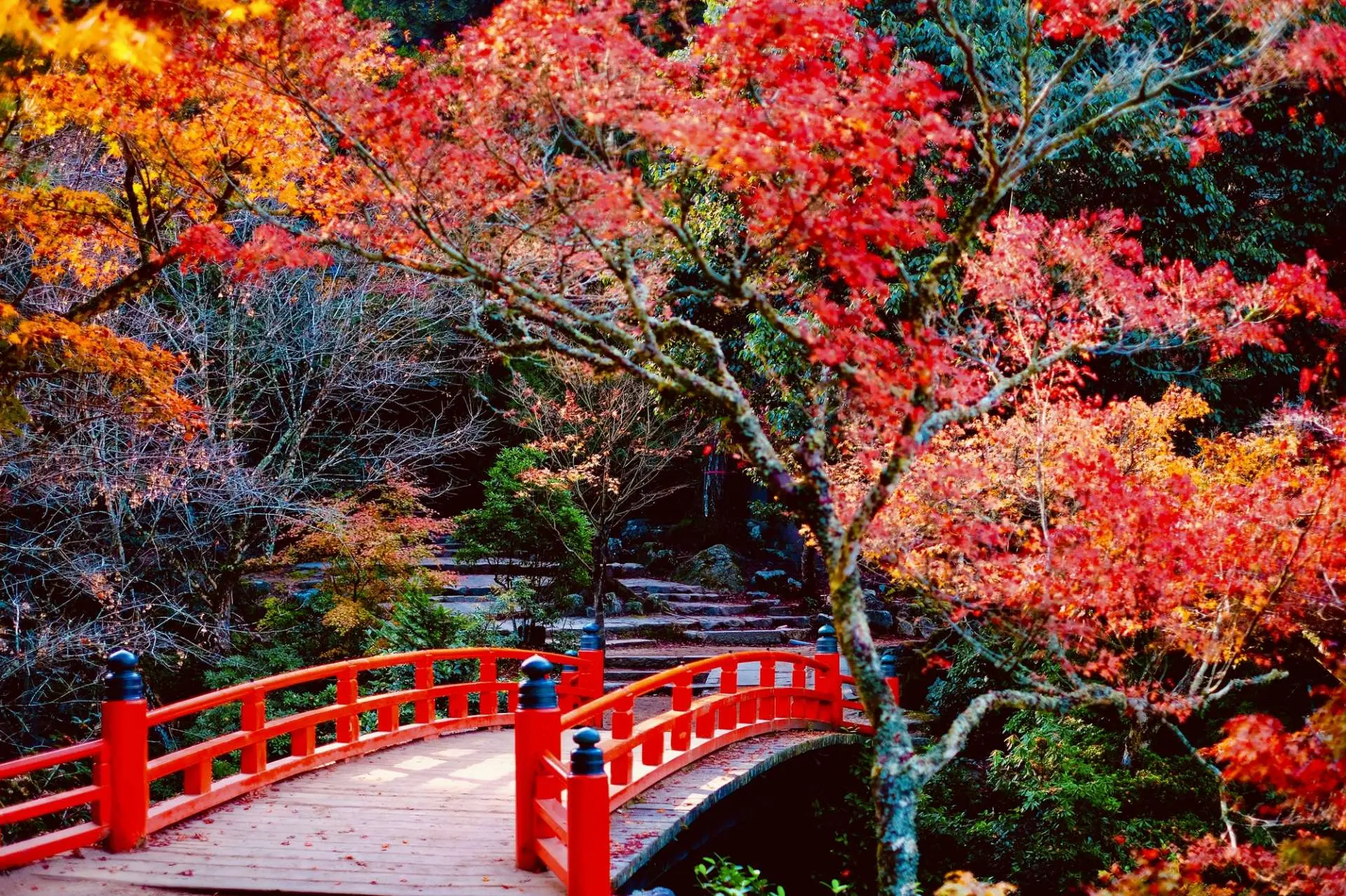 可(kě)以欣賞優雅風(fēng)景的(de)「紅(hóng)葉橋」