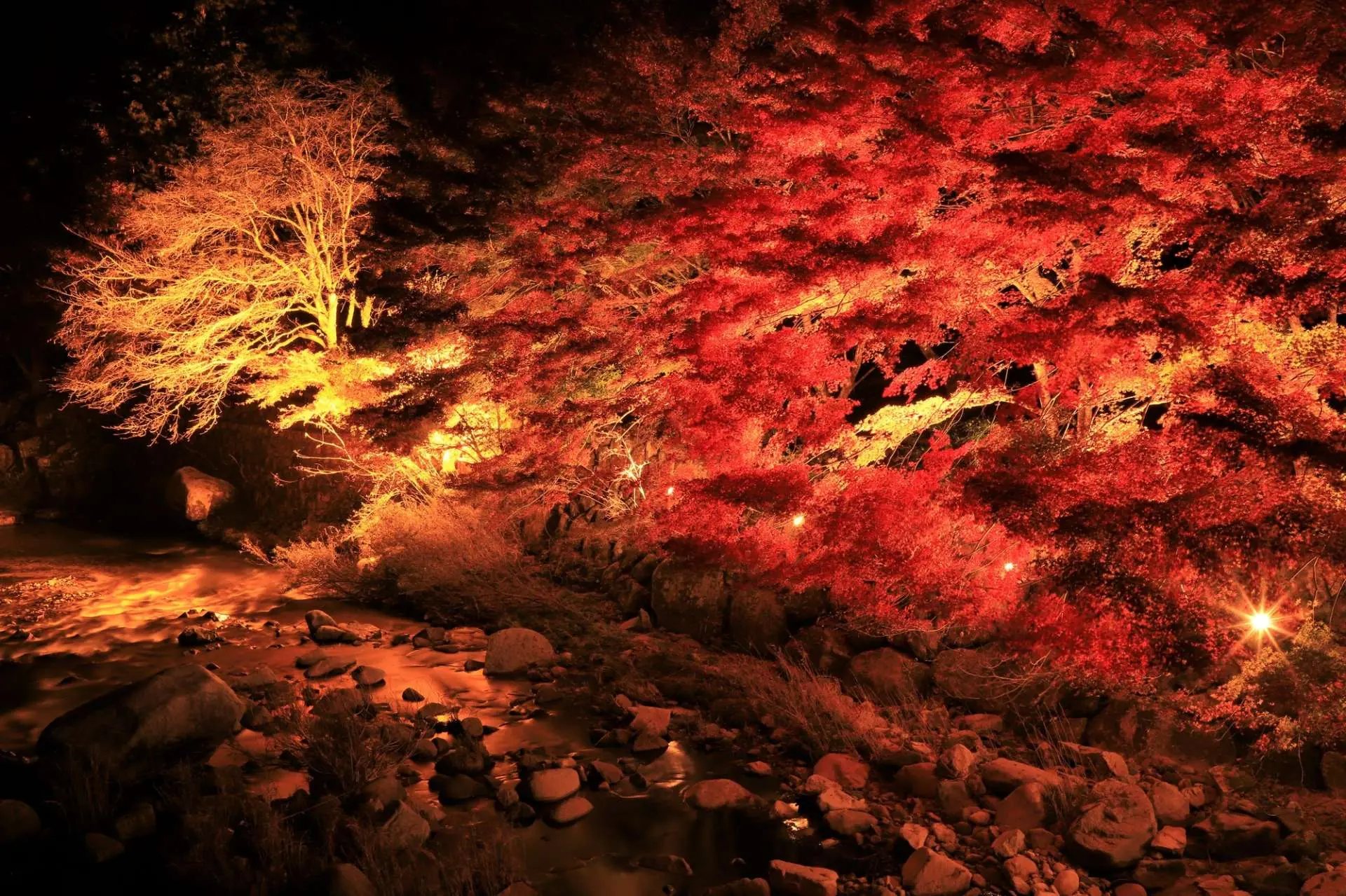 「奧津溪」的(de)紅(hóng)葉在燈光(guāng)照(zhào)耀下(xià)更加豔麗(lì)動人(rén)