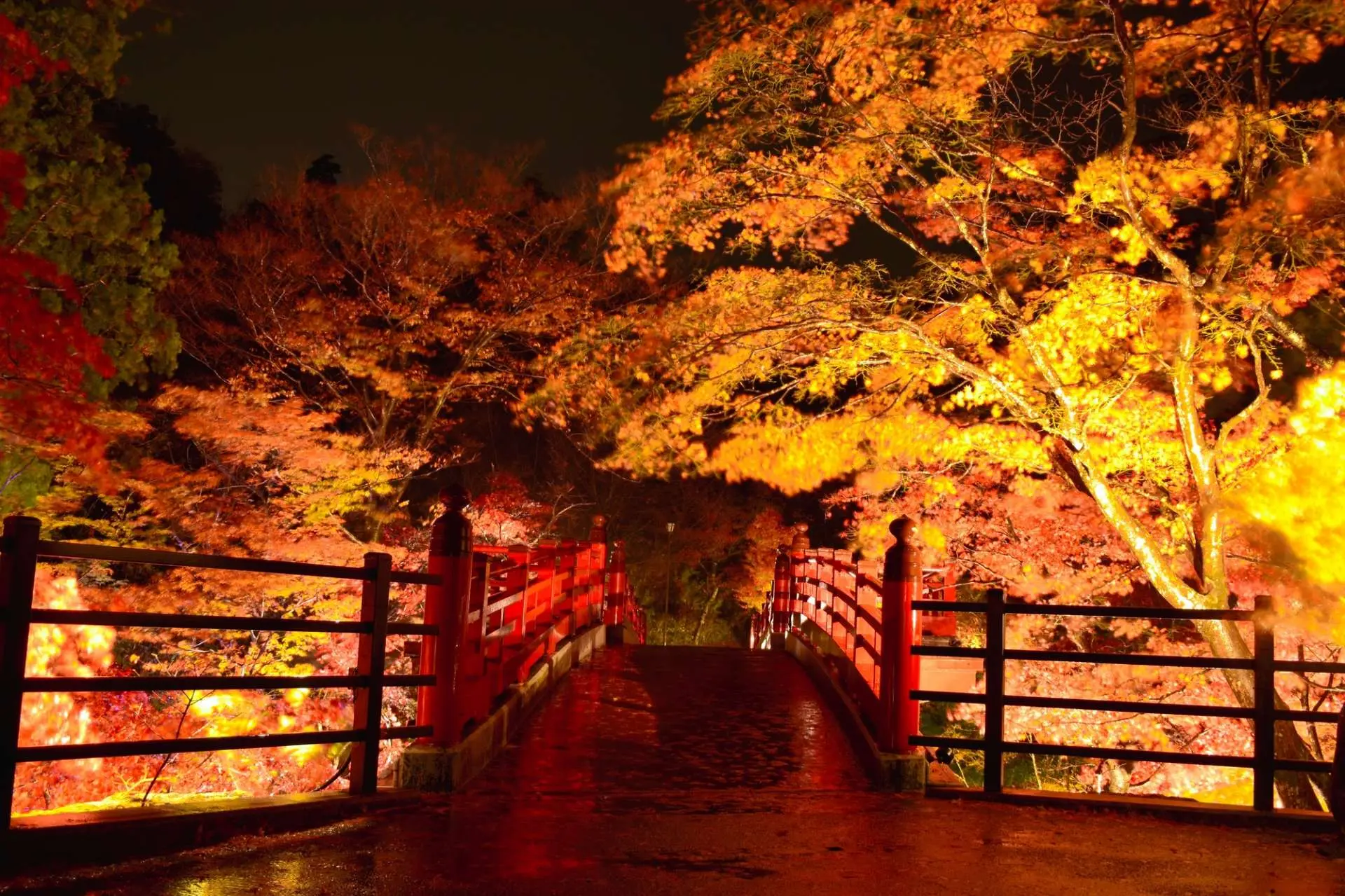 夜幕下(xià)被燈光(guāng)籠罩的(de)「楓葉谷」和(hé)「觀月(yuè)橋」