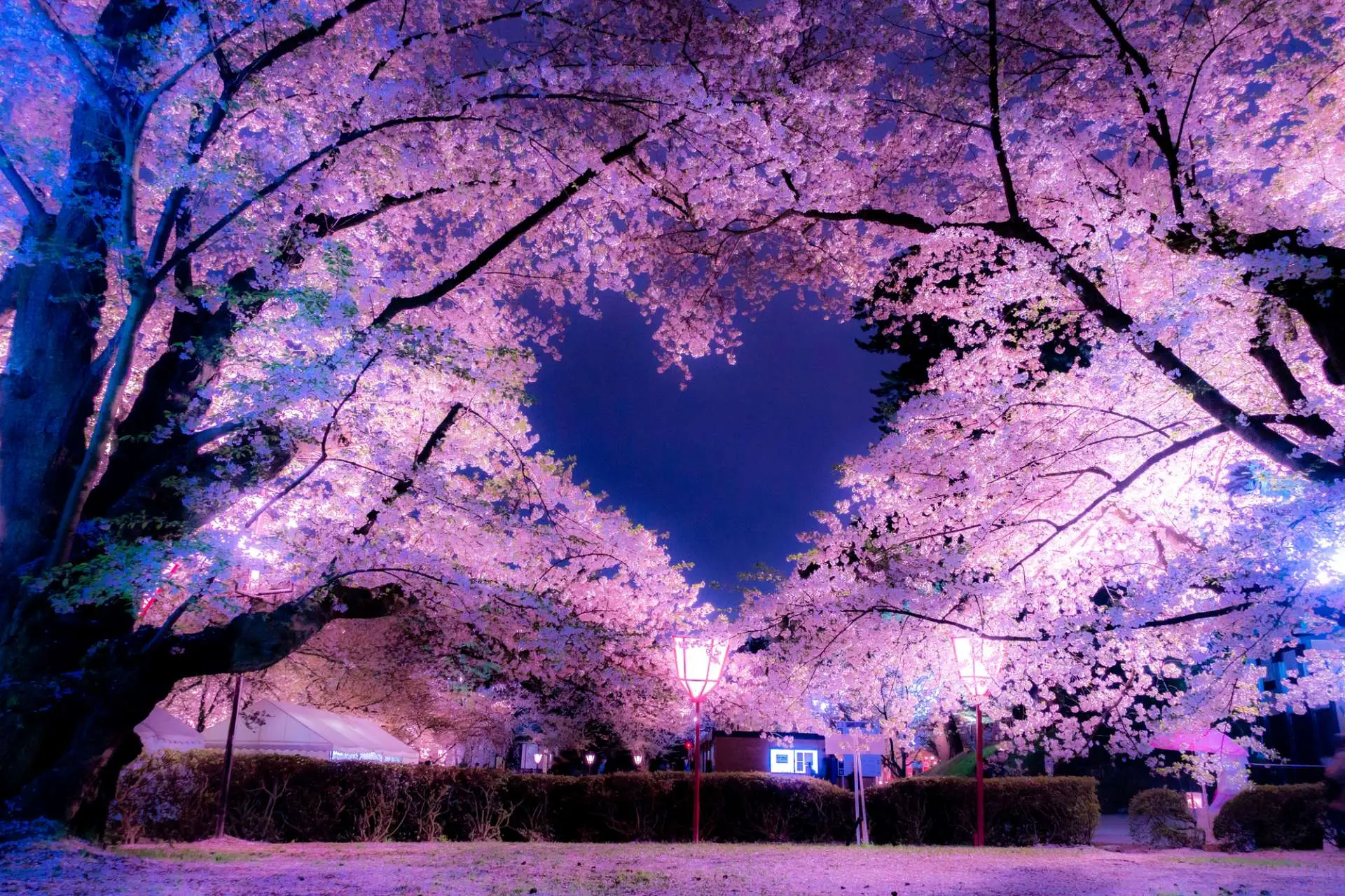 夜晚燈光(guāng)下(xià)的(de)夜櫻營造出夢幻般的(de)景色