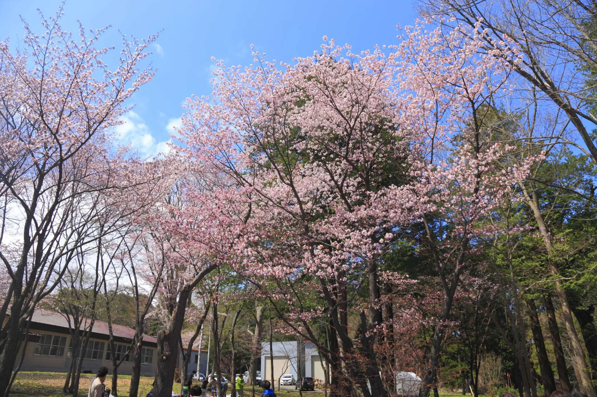 顔色比一(yī)般櫻花(huā)更深的(de)蝦夷山(shān)櫻花(huā)