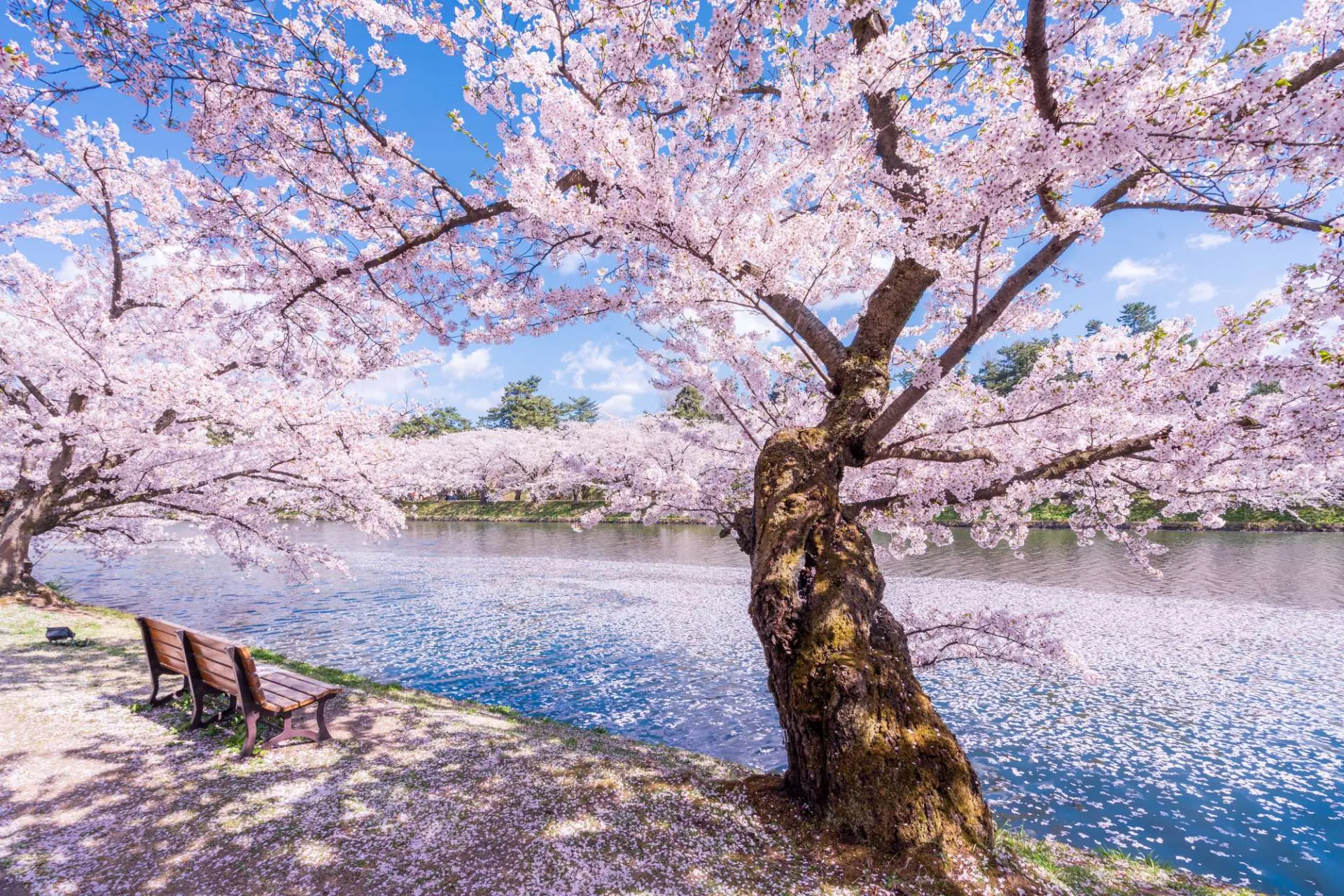 有(yǒu)52種、共2,600株櫻花(huā)樹(shù)競相(xiàng)開(kāi)放(fàng)的(de)弘前公園