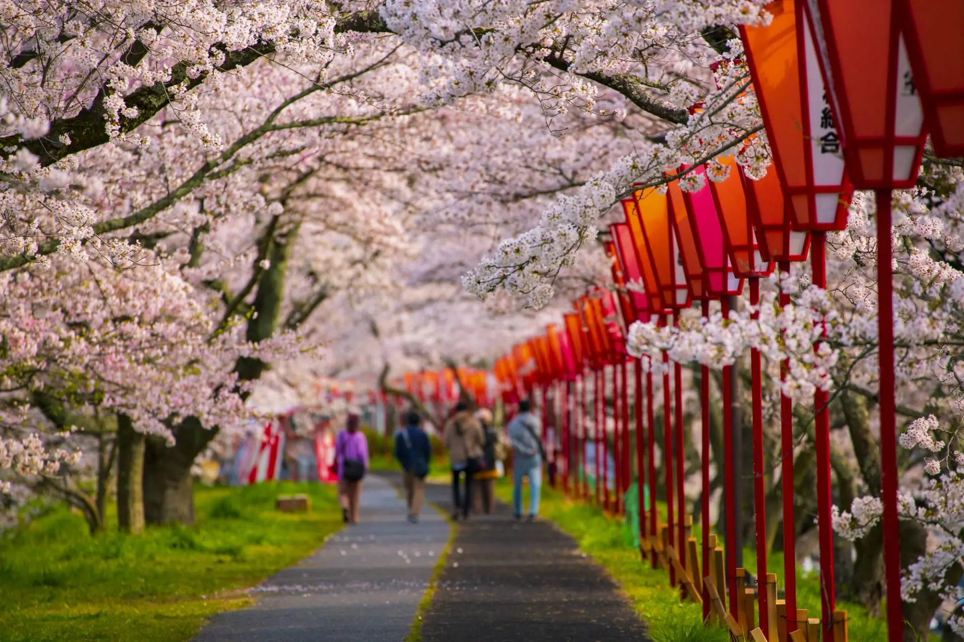 櫻花(huā)隧道(dào)旁邊燈籠林(lín)立，營造出獨特的(de)日(rì)本風(fēng)情