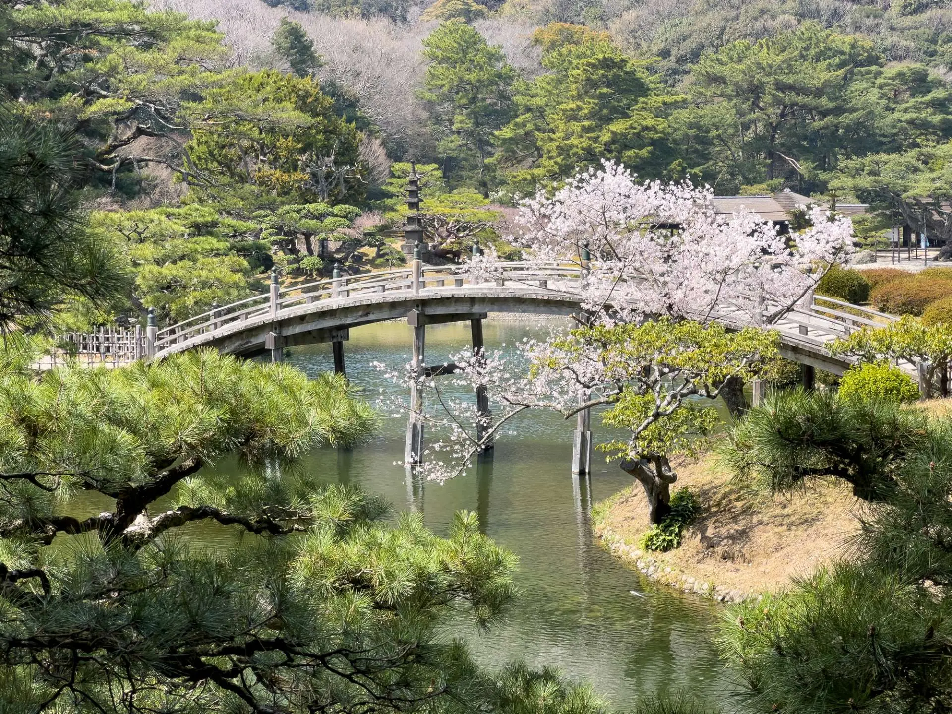 偃月(yuè)橋和(hé)櫻花(huā)交織而成的(de)春日(rì)美(měi)景