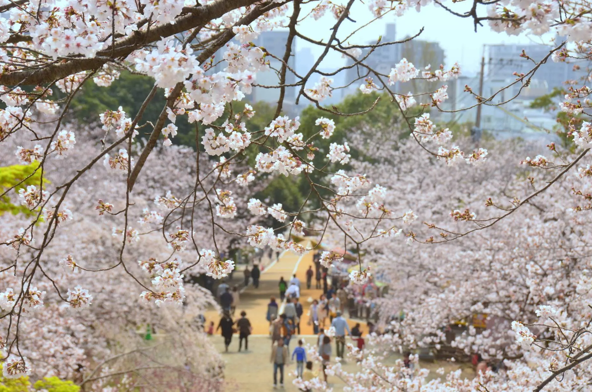 每當櫻花(huā)盛開(kāi)的(de)時(shí)候，整個(gè)公園都(dōu)會(huì)被染成一(yī)片粉色的(de)世界