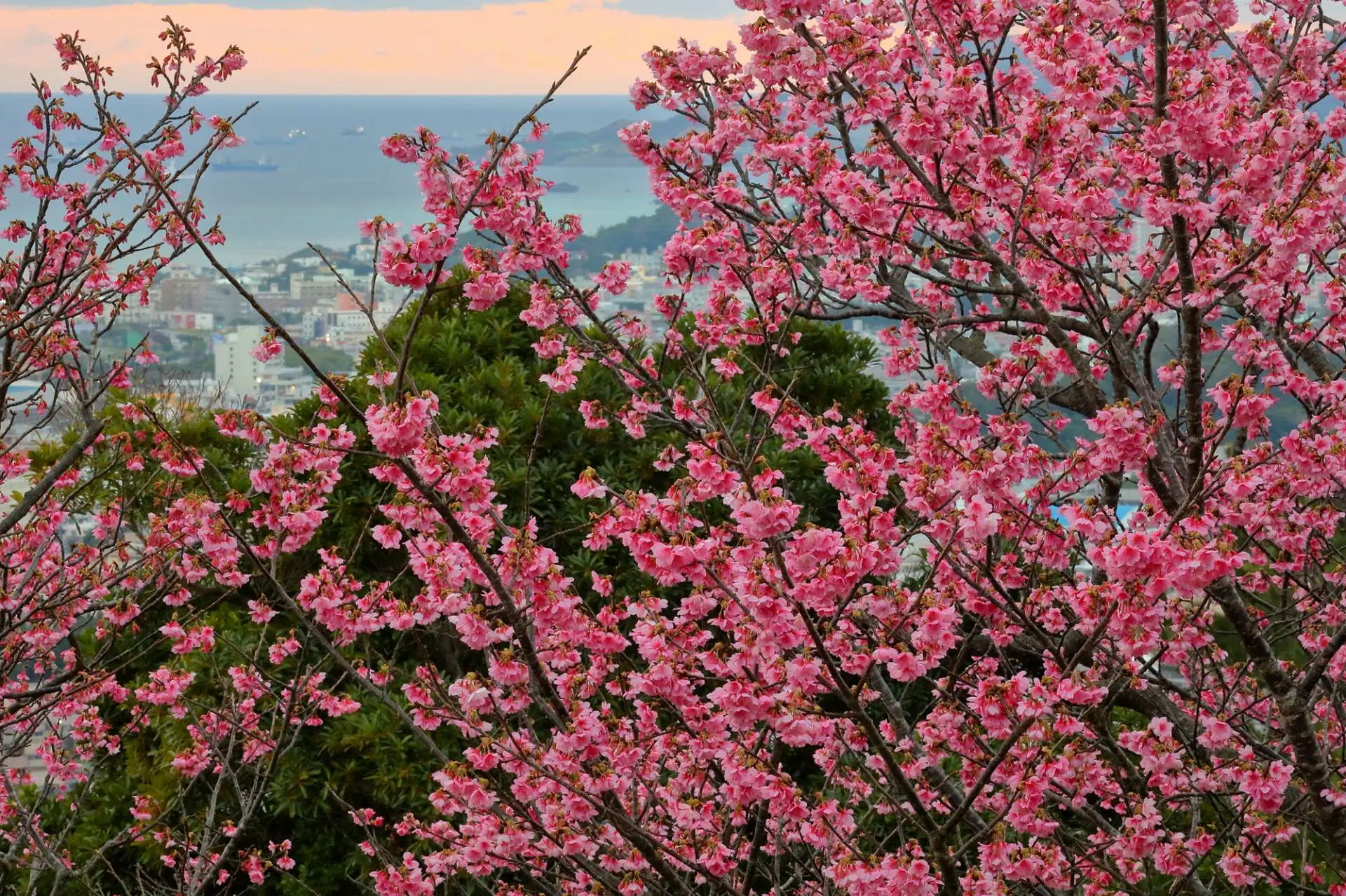 欣賞日(rì)本最早開(kāi)花(huā)的(de)寒绯櫻競相(xiàng)綻放(fàng)的(de)絕佳景色
