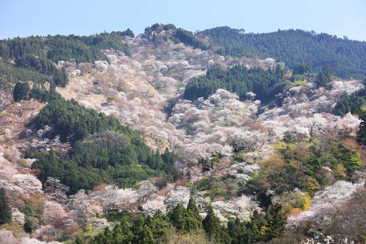 日(rì)本最佳賞櫻勝地(dì)之一(yī)的(de)吉野山(shān)