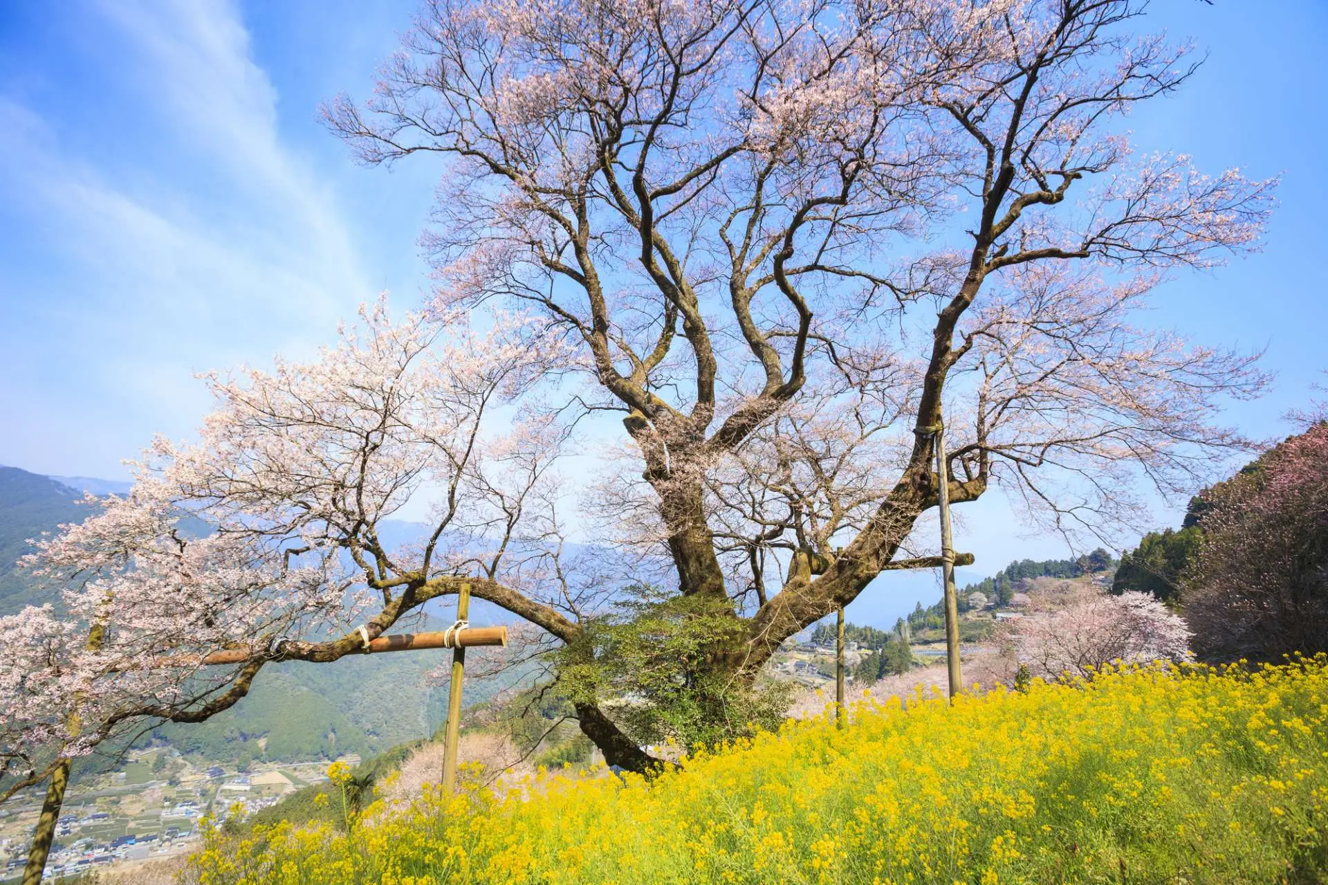 擁有(yǒu)500餘年(nián)樹(shù)齡的(de)葫蘆櫻環抱在金(jīn)黃(huáng)色的(de)油菜花(huā)田中，呈現(xiàn)出一(yī)幅色彩斑斓的(de)春日(rì)美(měi)景