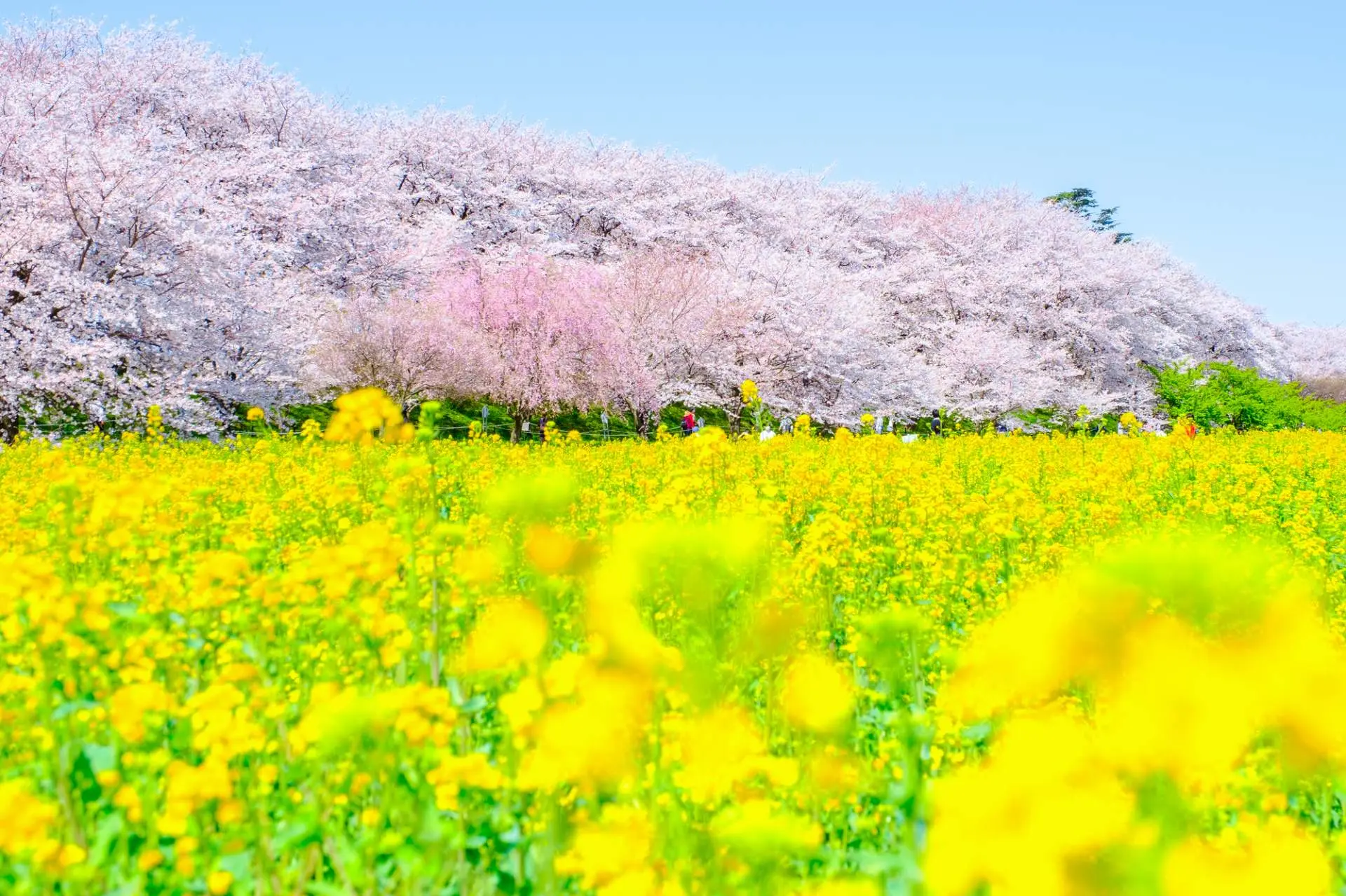 染井吉野的(de)粉色和(hé)油菜花(huā)黃(huáng)色對(duì)比令人(rén)驚豔