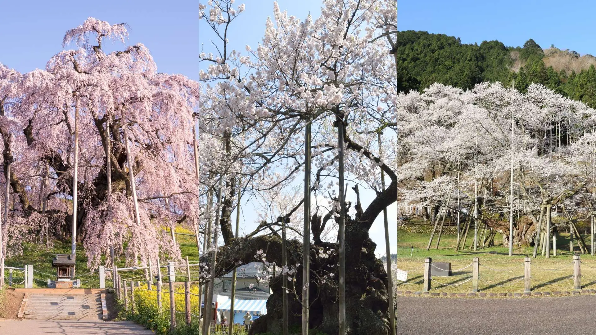 日(rì)本三大(dà)櫻（從(cóng)左到(dào)右）：福島縣的(de)「三春泷櫻」、山(shān)梨縣的(de)「神代櫻」和(hé)岐阜縣的(de)「淡墨櫻」